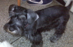 Avatar de Usuario