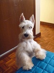 Avatar de Usuario